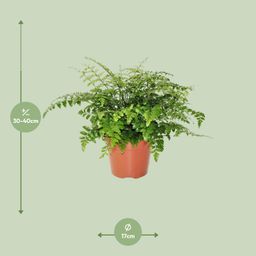 Asplenium Parvati (8720634284189)