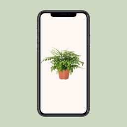 Asplenium Parvati (8720634284189)