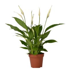 Spathiphyllum Bingo Cupido (8720634285322)