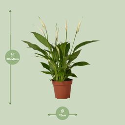 Spathiphyllum Bingo Cupido (8720634285322)