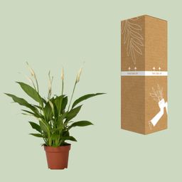 Spathiphyllum Bingo Cupido (8720634285322)