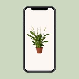 Spathiphyllum Bingo Cupido (8720634285322)