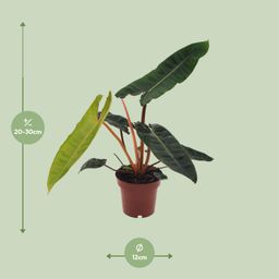Philodendron Billietiae (11147)