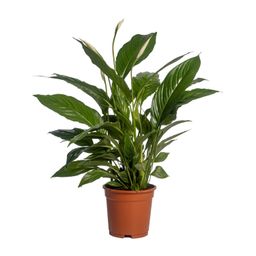 Spathiphyllum Vivaldi (12232)