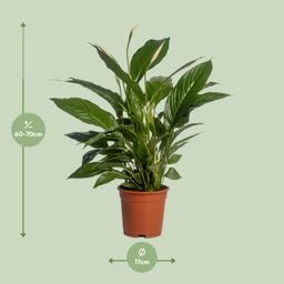 Spathiphyllum Vivaldi (12232)
