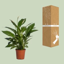 Spathiphyllum Vivaldi (12232)