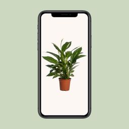 Spathiphyllum Vivaldi (12232)