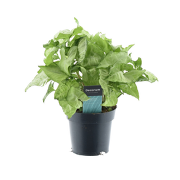 Syngonium White Butterfly Feel Green (16358)