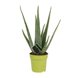 Aloe Vera (11072)