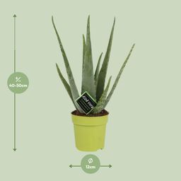 Aloe Vera (11072)