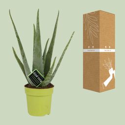 Aloe Vera (11072)