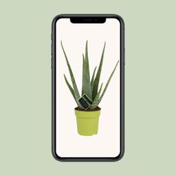 Aloe Vera (11072)