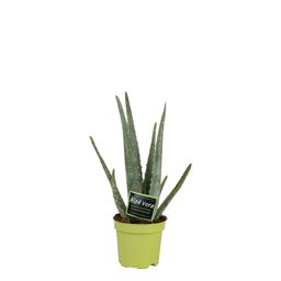 Aloë Vera 10,5cm - Ø10,5 ↕35 (11075)