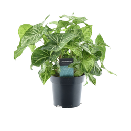 Syngonium Arrow Feel Green (16296)