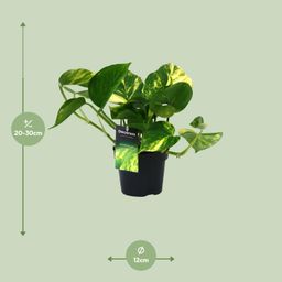 PROMO - Scindapsus (Epipremnum) Aureum (12448)
