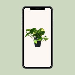 PROMO - Scindapsus (Epipremnum) Aureum (12448)