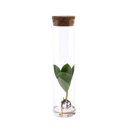 Clusia In Tube Glas (11139)