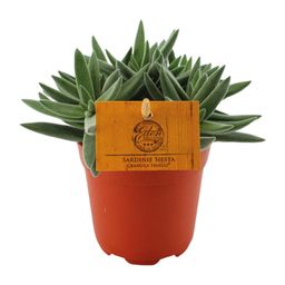 Crassula Tenelli (16079)