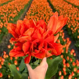 Flowerbulbs amsterdam Orange Emperor - 15 bloembollen - Maat 12+ (8720938490149)
