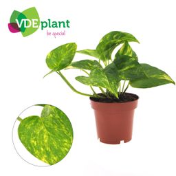 Epipremnum Aureum (11307)