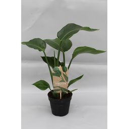 Strelitzia Nicolai P13 (25354)