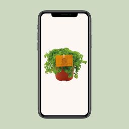 Pilea Depressa (30289)