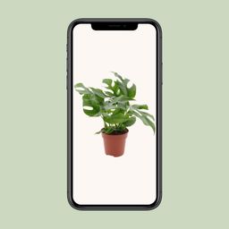 Monstera Minima (18272)