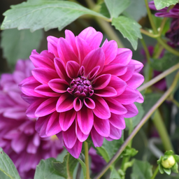Flowerbulbs amsterdam Dahlia Bleu Bell, Grote Brede Bloembladen (8720938490460)