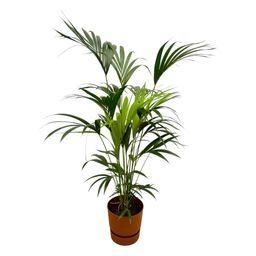Kentia palm inclusief elho Greenville Round bruin (8721081601581)