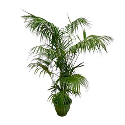 Kentia Palm XXL - 260cm - ø35 (8721055693604)