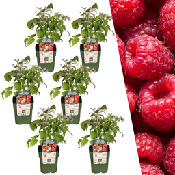 Plants by frank 6 x biologische frambozenplanten - Ø 13 cm - ↨ 20 cm (8721001421145)