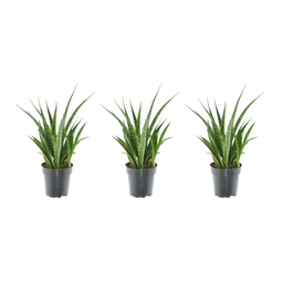 3x Sansevieria Kirkii - 38 cm - ø12 (8721081685260)
