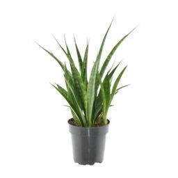 3x Sansevieria Kirkii - 38 cm - ø12 (8721081685260)