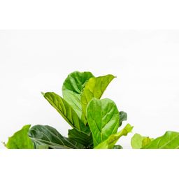 Ficus Lyrata vertakt XXL - 220cm - ø45-50 cm (8721055693512)
