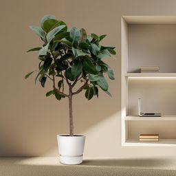 Ficus Elastica Robusta op stam - 190 cm - ø35 (8721055691822)