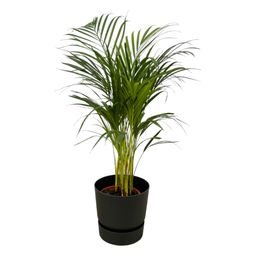 Areca palm - ↨85cm - Ø19cm inclusief elho Greenville Round zwart D24xH23 (8721081601925)