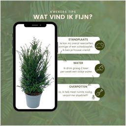 Plants by frank Grote taxus planten voor 10 strekkende meter haag | - 12L - 25 x | ↨ 80-100 cm (8721001420933)
