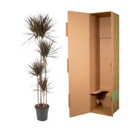 Dracaena Magenta - 180 cm - ø27 (8721055692553)
