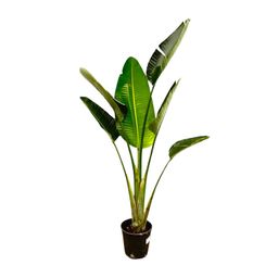 Strelitzia Augusta - 180cm - ⌀30 (8721055694038)