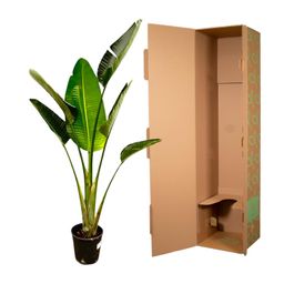 Strelitzia Augusta - 180cm - ⌀30 (8721055694038)
