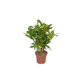 Croton Mammi Yellow P14 (22381)