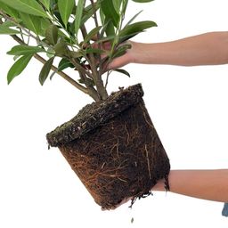 Plants by frank Grote Laurierkers Planten Caucasica voor 10 strekkende meter haag - 12L - 25 x | ↨ 100-125 cm (8721001420841)