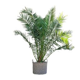 Phoenix Canariensis - 300cm - ø50 (8721055693956)