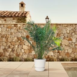 Phoenix Canariensis - 300cm - ø50 (8721055693956)