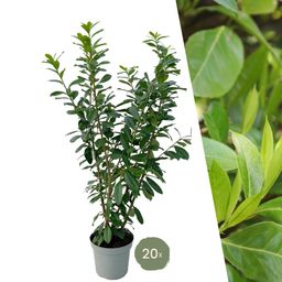 Plants by frank Grote Laurierkers Planten Novita voor 10 strekkende meter haag | - 15L - 20x | ↨ 125-150 cm (8721001420834)