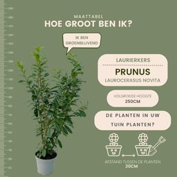 Plants by frank Grote Laurierkers Planten Novita voor 10 strekkende meter haag | - 15L - 20x | ↨ 125-150 cm (8721001420834)