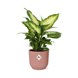 Dieffenbachia ‘Camilla’ in ELHO Vibes Fold 14cm roze (21797)