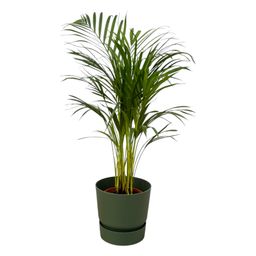 Areca palm - ↨85cm - Ø19cm inclusief elho Greenville Round groen D24xH23 (8721081602021)