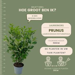 Plants by frank Grote Laurierkers Rotundifolia voor 10 strekkende meter haag | - 12L - 25 x | ↨ 100-125 cm (8721001420902)