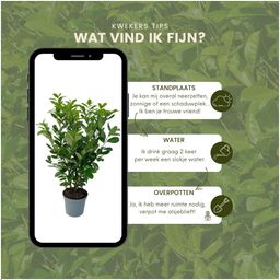 Plants by frank Grote Laurierkers Rotundifolia voor 10 strekkende meter haag | - 12L - 25 x | ↨ 100-125 cm (8721001420902)